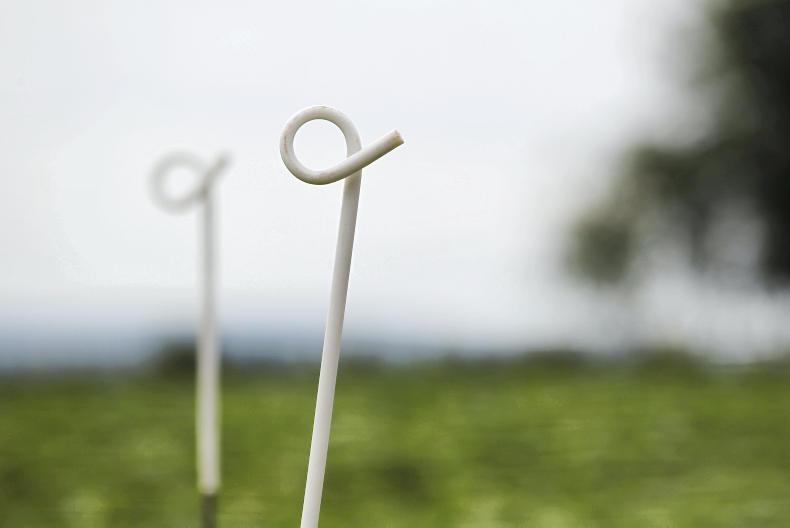 Graphic image: the calf born with no eyelids 