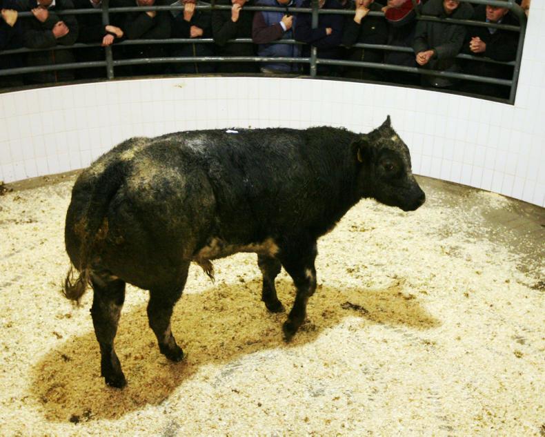 Firm trade for quality weanlings