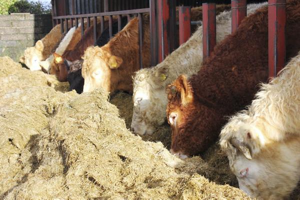 Prime kill to hit five-year high