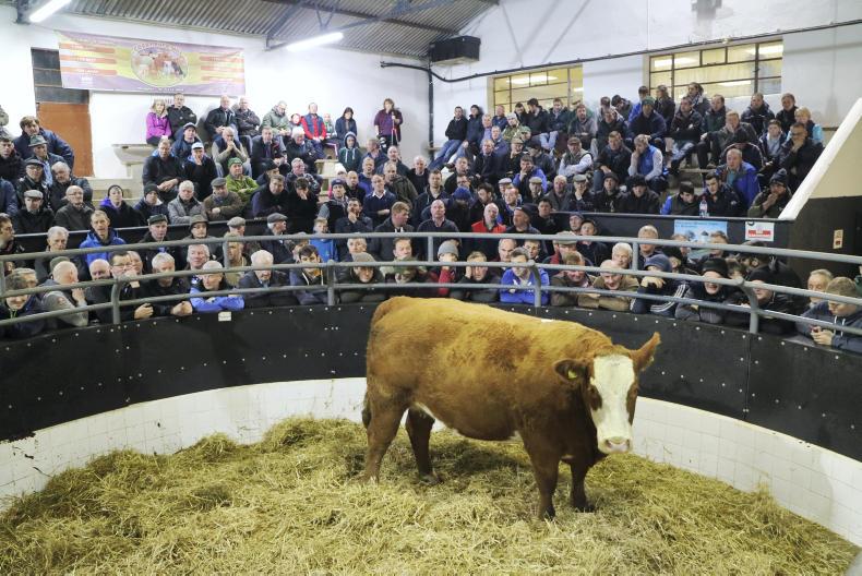 Watch: €4,200 for in-calf beef heifer – but dairy stock not so fancied