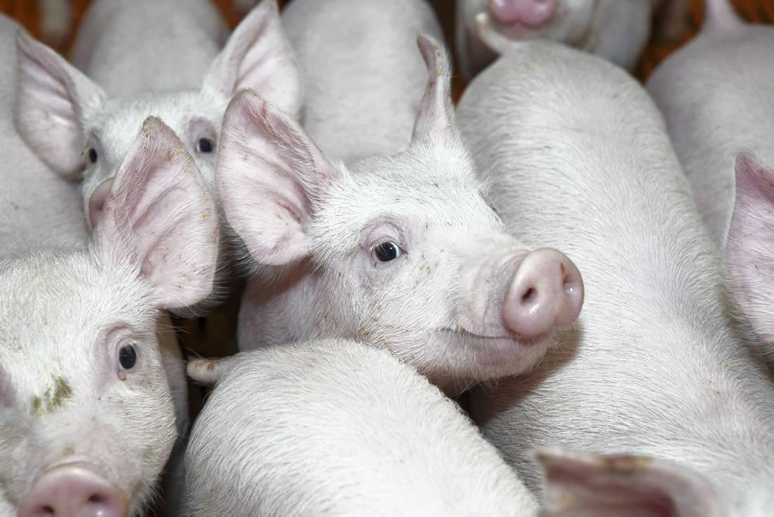 Pig prices reported to IFA w/c 13/11/201