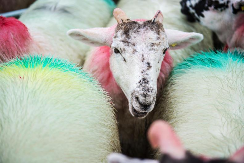 Inquiries ongoing after sheep worrying in Hawick