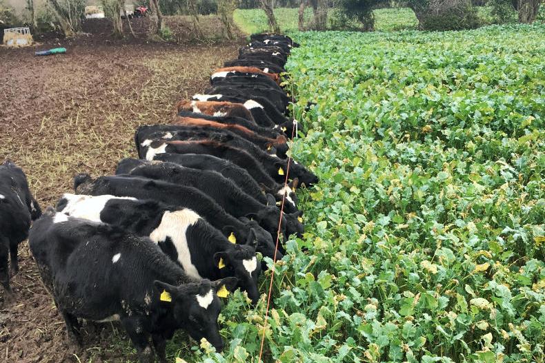 Farmer Writes: end of era as lambing to cease