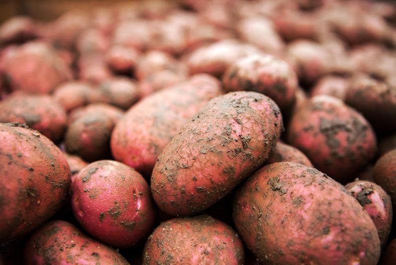 ‘Potatoes are rotting in the field’ Free