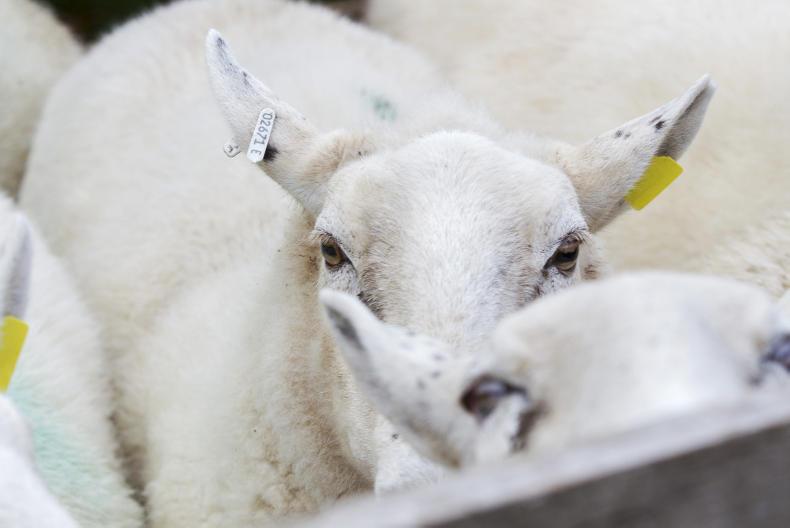 Neighbours in court following sheep attack