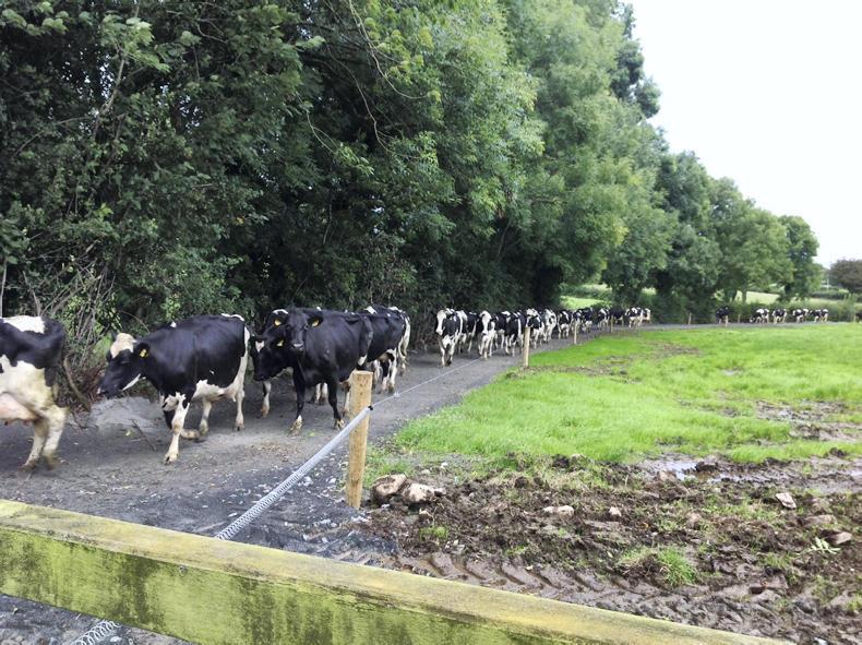 Dairying: keeping it simple in Co Down