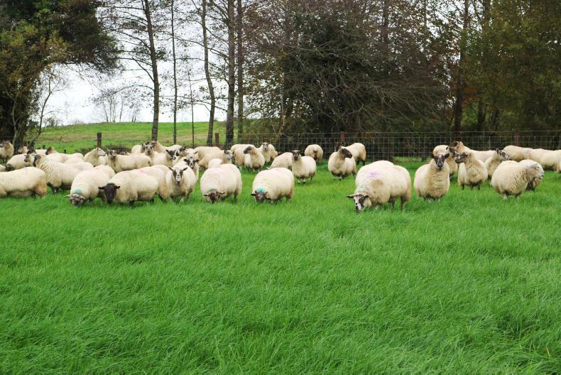 The latest advice on the Sheep Welfare Scheme