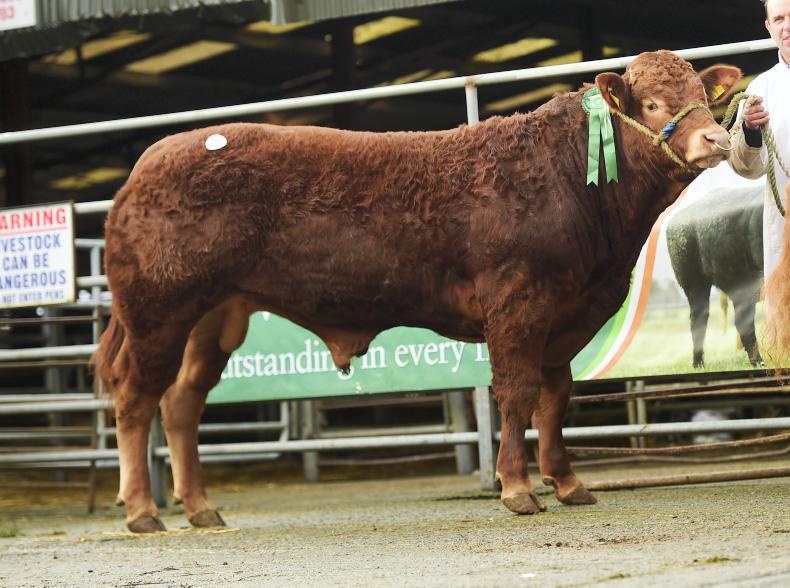 Galbally tops final Limousin sale