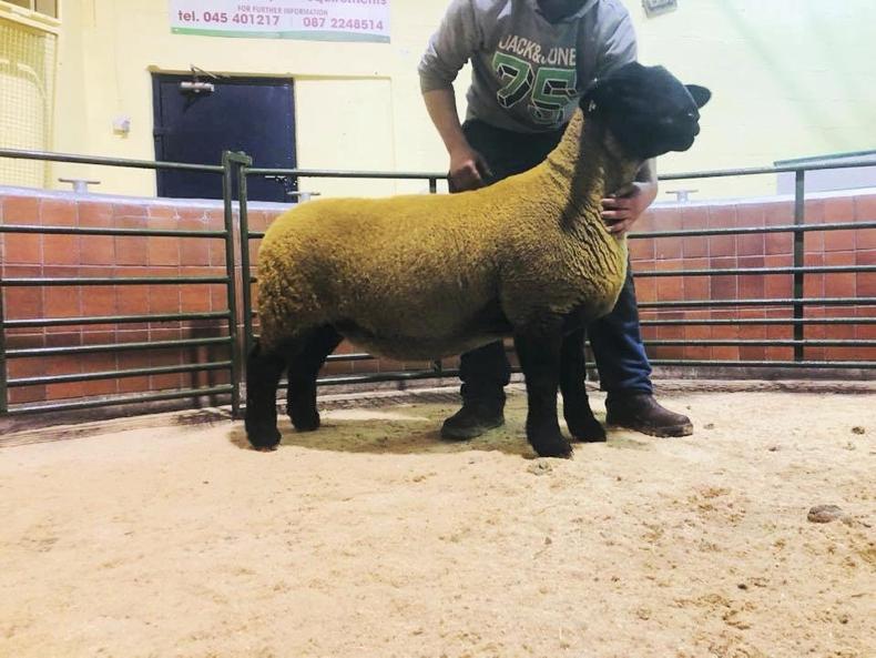 In Brief: €3,000 top call at Suffolk production sale