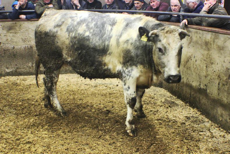 In pictures: steady cattle trade at Clogher Mart