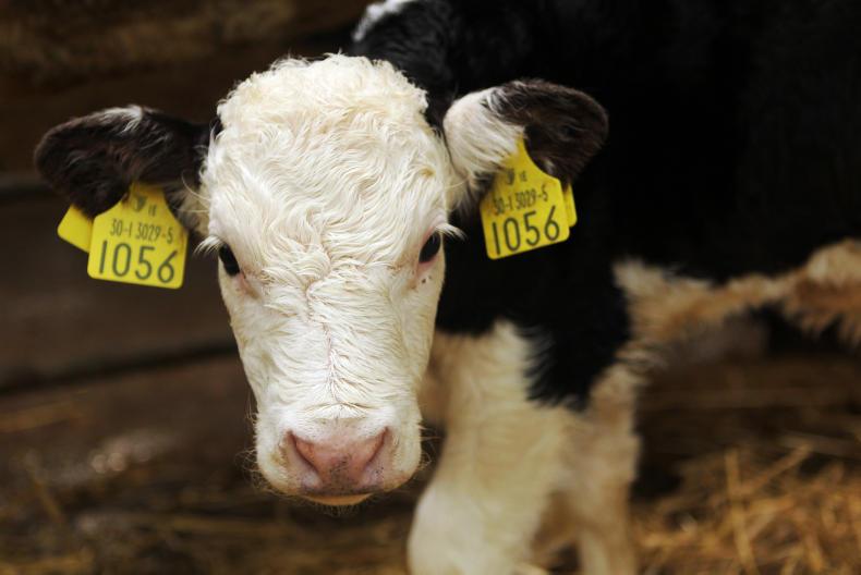 Cattle tag prices vary by supplier 