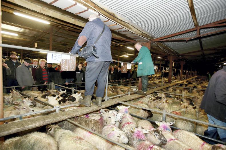 Factories forced to pay €5/kg for lamb