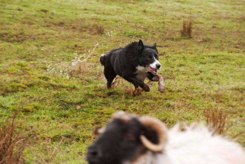 Sheep attacked in Limavady                                  