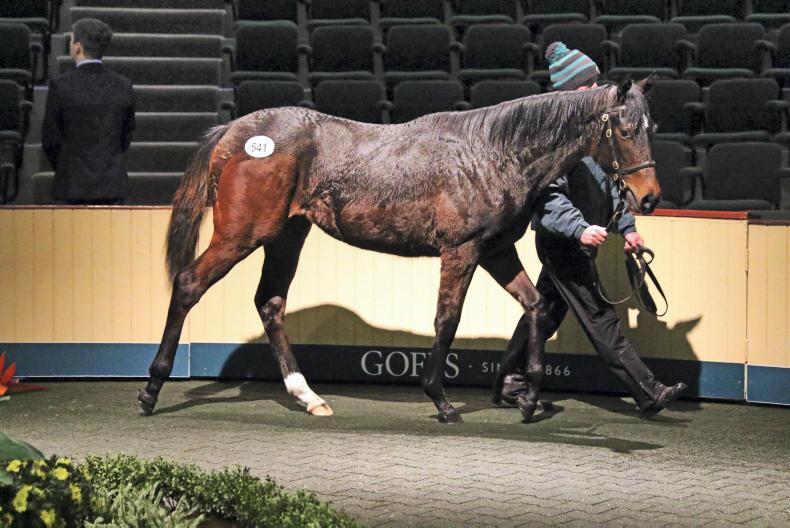 Galileo filly sells for €1.1m at Goffs November Sale