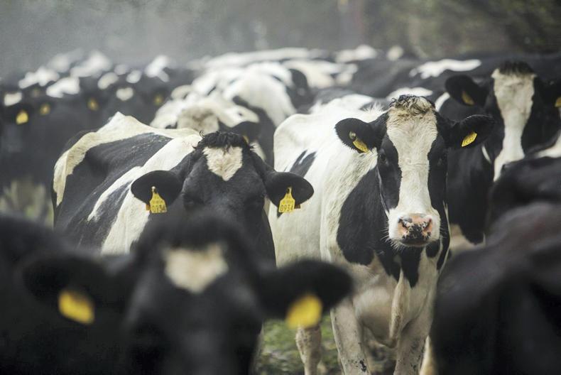 Changes to fat and labour for EBI coming in 2018