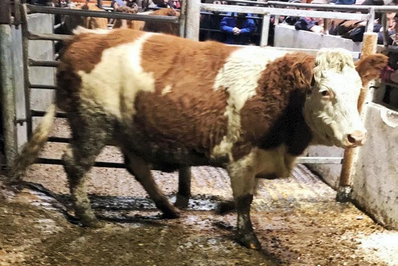 Cattle prices: quality in demand at Dowra Mart