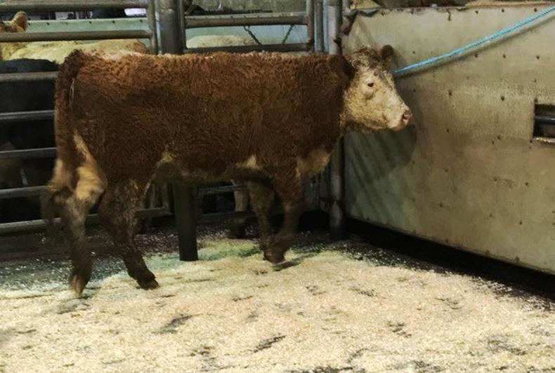 Strong demand for fleshed cull cows