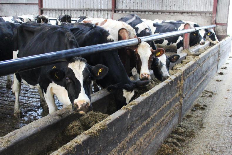Holsteins sell to 4,000gns at Dungannon