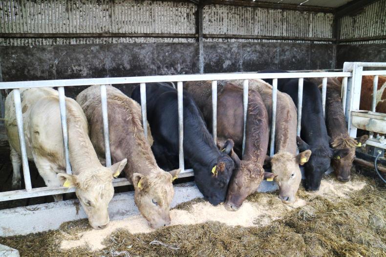 Up to €54/t disparity in beef nut prices