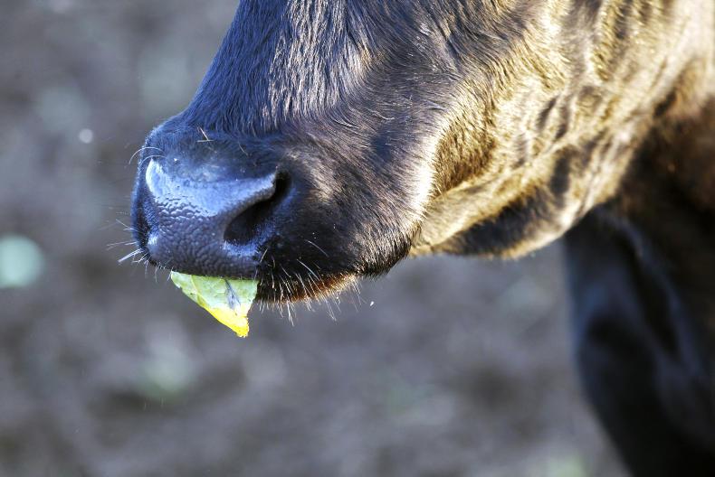 Three men given suspended sentences for cattle rustling