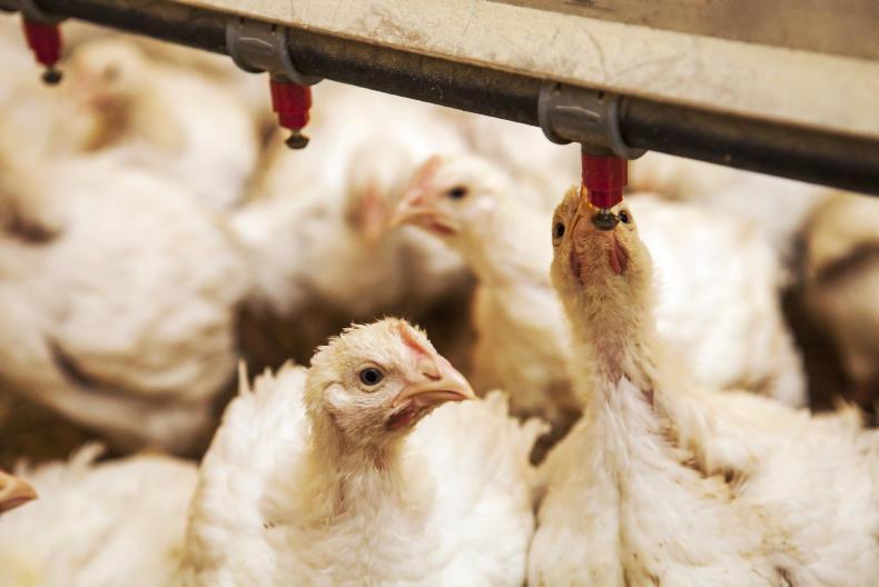 Brexit is good news for Irish poultry 