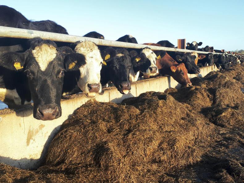 Greenfield grazing season finishes