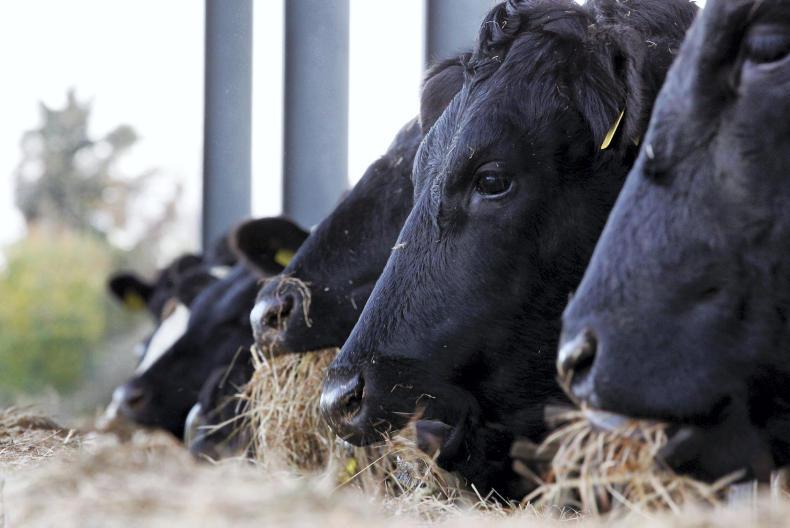 Tullamore Farm: the winter feed plan