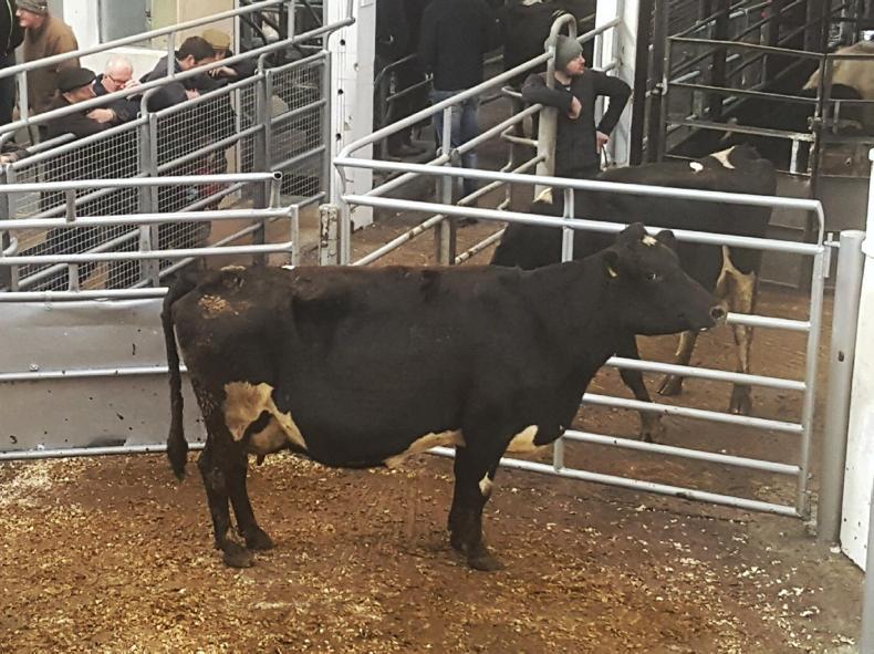 In pictures: full clearance of 100 cows in Bandon