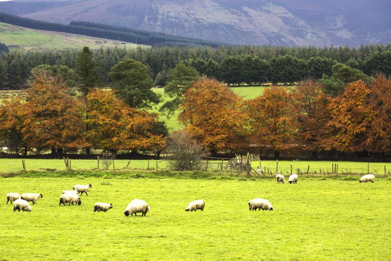 Focus on dog worrying in Tuam 