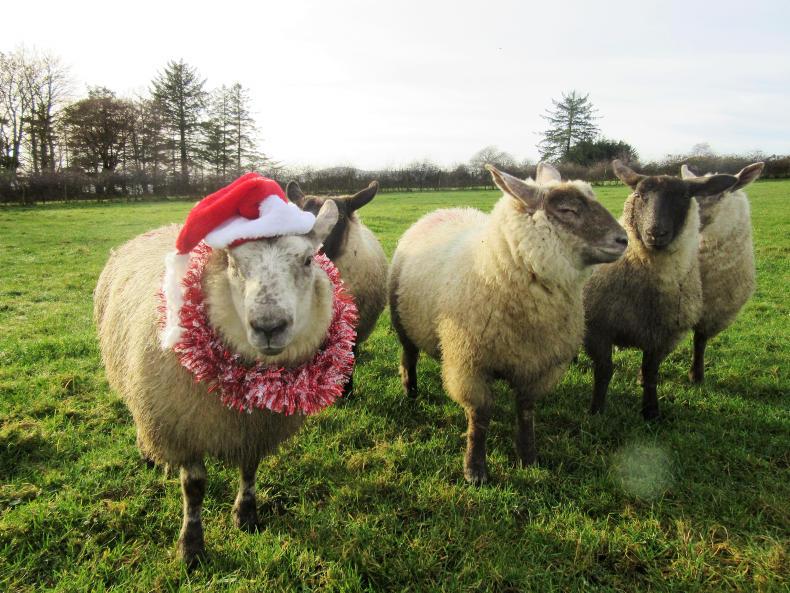 The Irish Farmers Journal Christmas Photo Competition is back