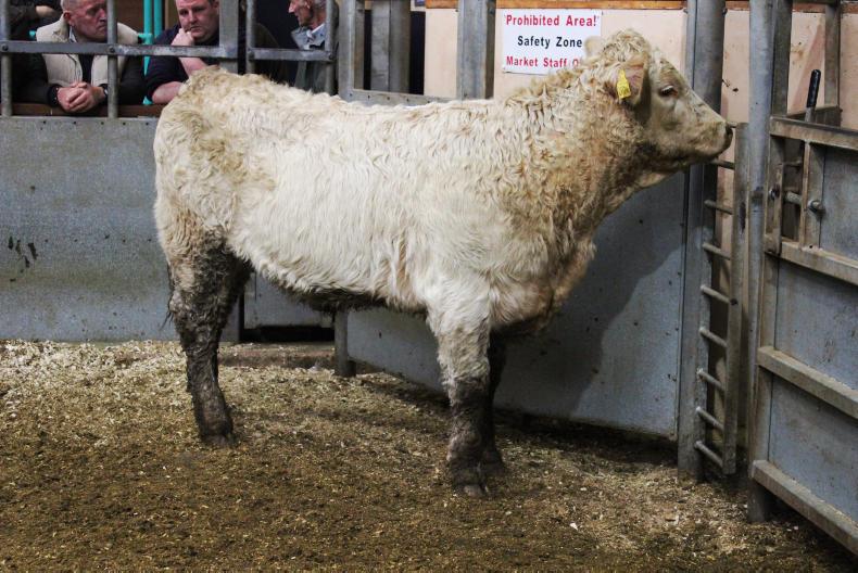 Strong trade for fat cows in Ballymena Premium