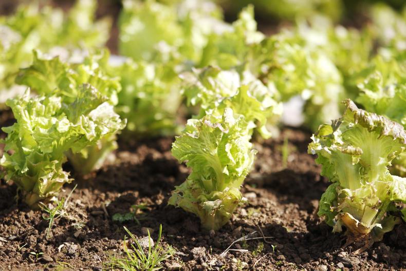 GP in south Dublin actively promoting anti-meat agenda