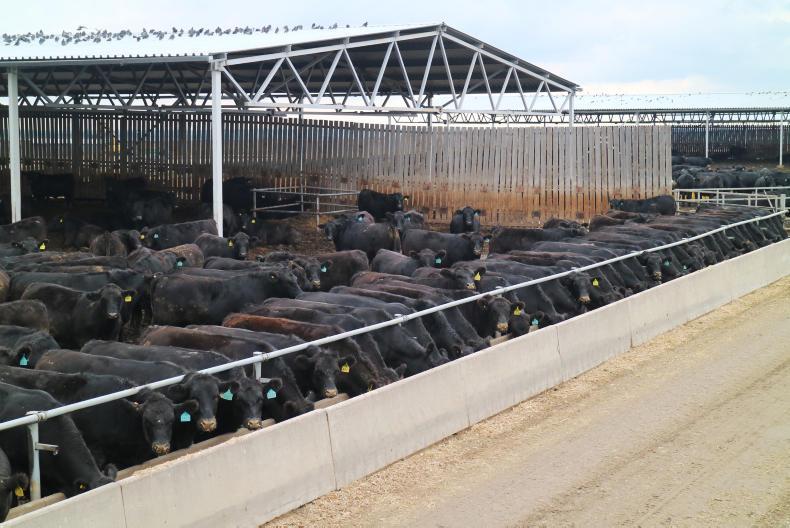 Watch: our best international videos of 2017