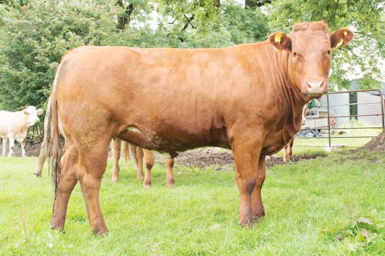 Weather disrupts Elphin in-calf heifer sale 