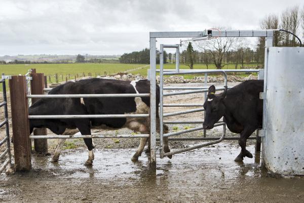 Tagging: a necessary and useful tool for management