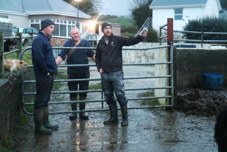 BETTER farm: Kerrymen grazing by day in December 