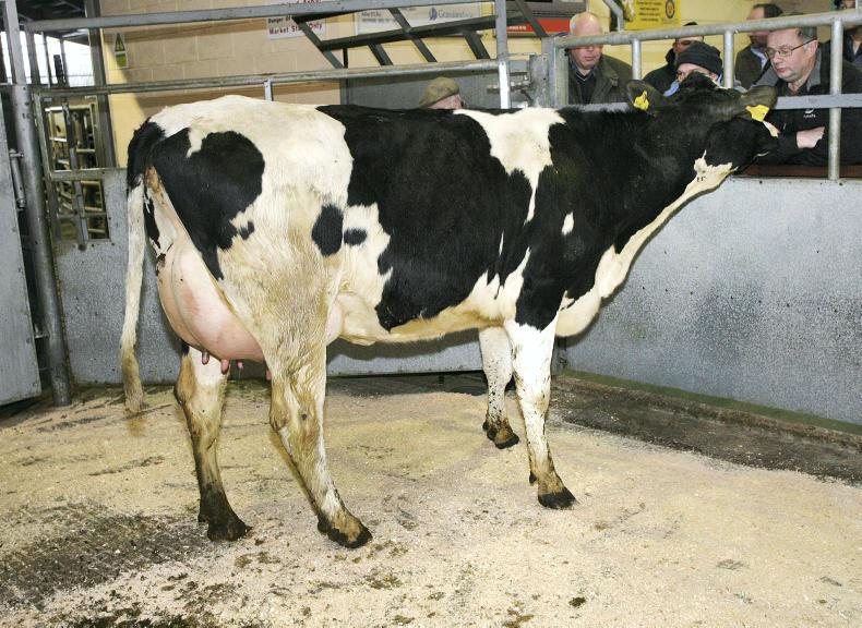 Solid trade for dairy cattle at Ballymena Mart