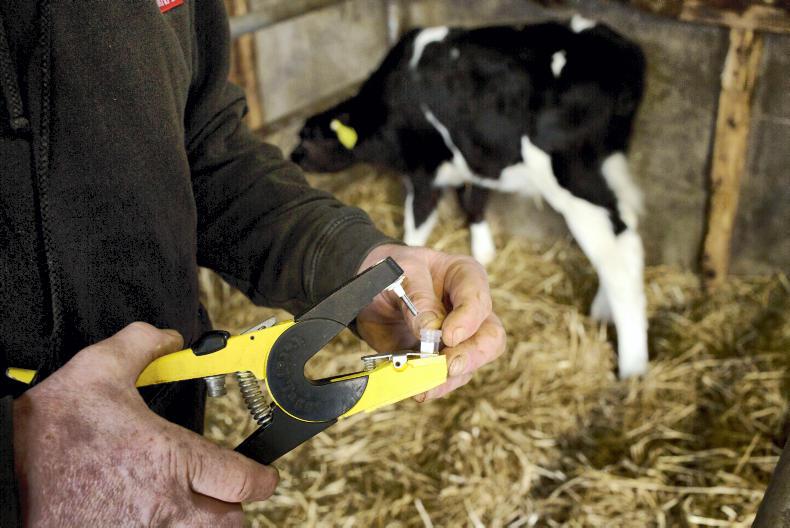 85% of breeding herds have negative BVD status