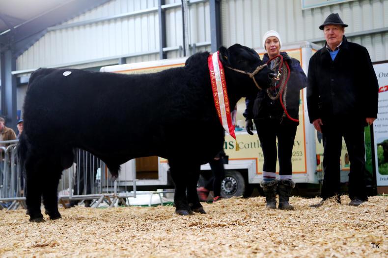 Champion secures €7,000 at Angus Elite sale