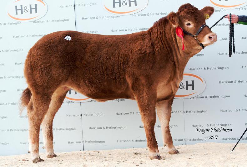Grahams set standard at Limousin Red Ladies