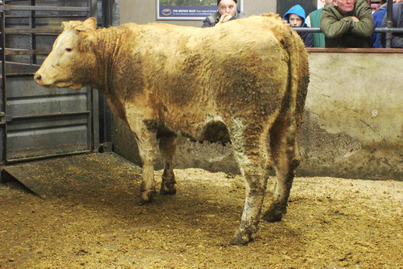 Improved cattle trade at Clogher Mart   