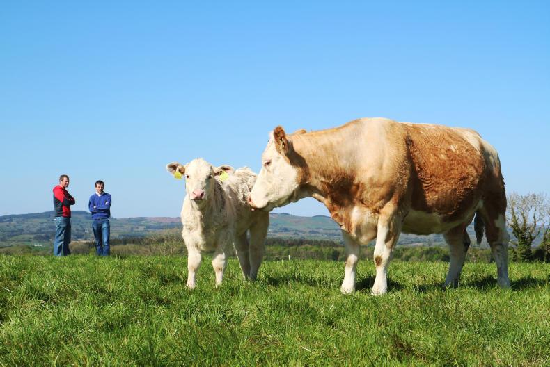 ICBF launches suckler weaning efficiency report