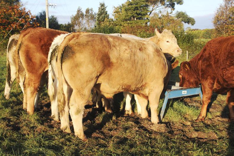 Top tips to make sure your cattle hit the right fat score
