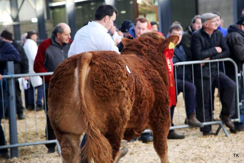 Tough trade at elite sale in Carrick-on-Shannon