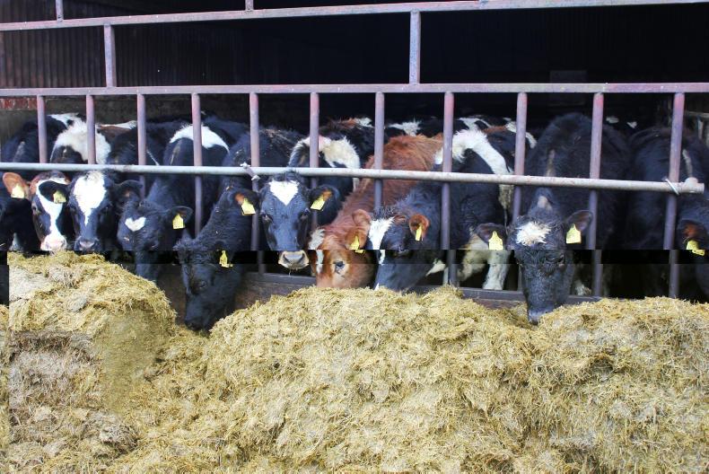 Watch: lungworm dose that went badly wrong