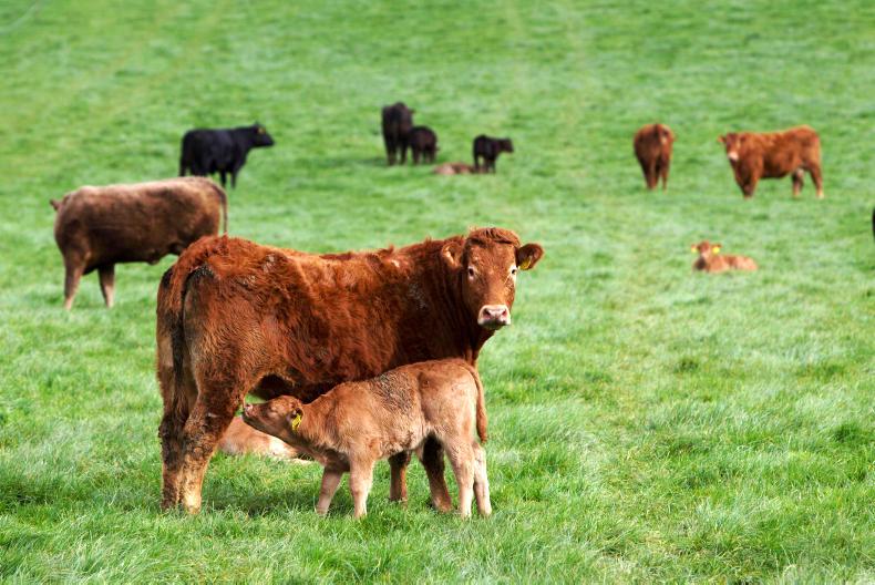 Map: West dominates BDGP cow numbers