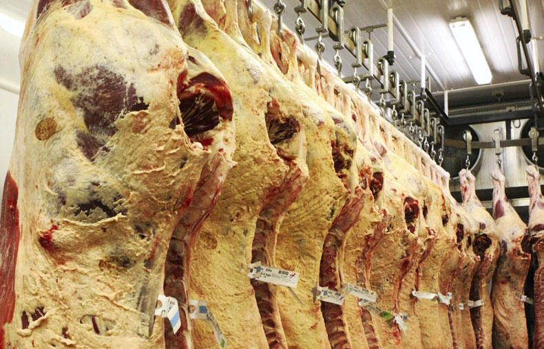 Market review - More cattle and sheep