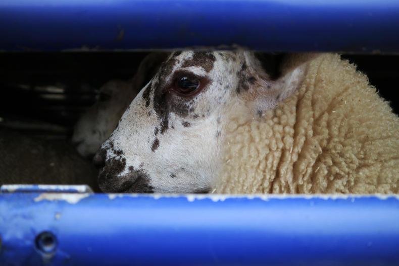 Man charged after sheep worrying incident