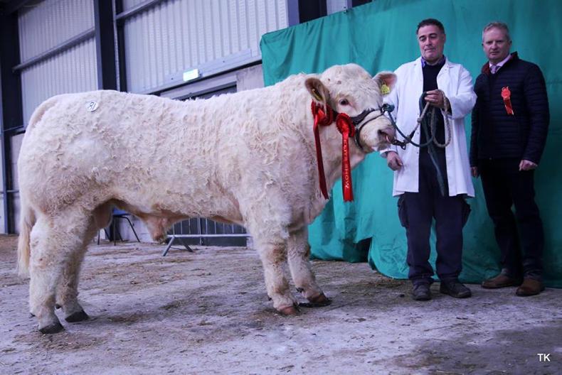 Selective buyers at elite pedigree sale in Carrick