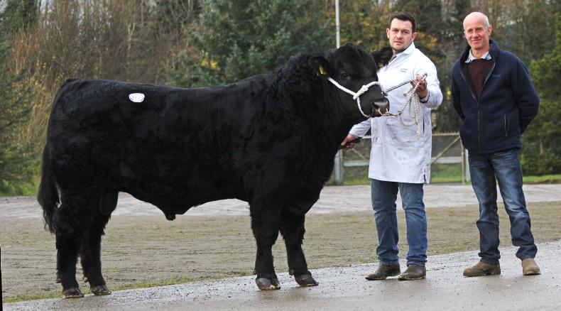 Angus top 4,600gns at Dungannon